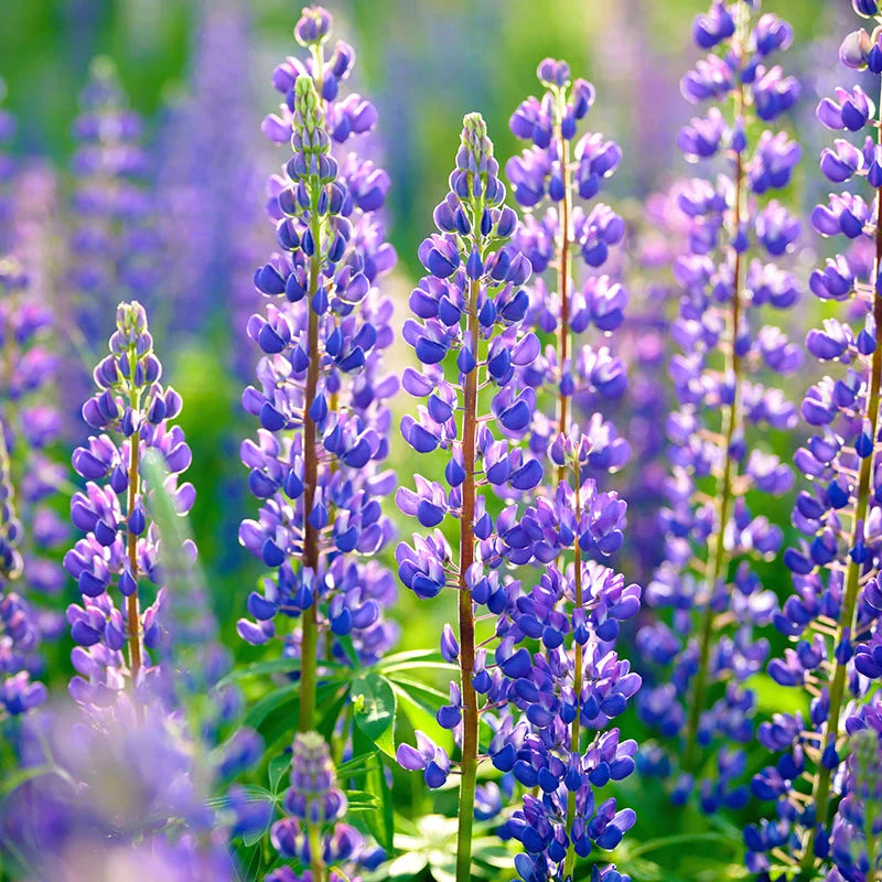 Blau lupine samen for anpflanzung hardy blooms