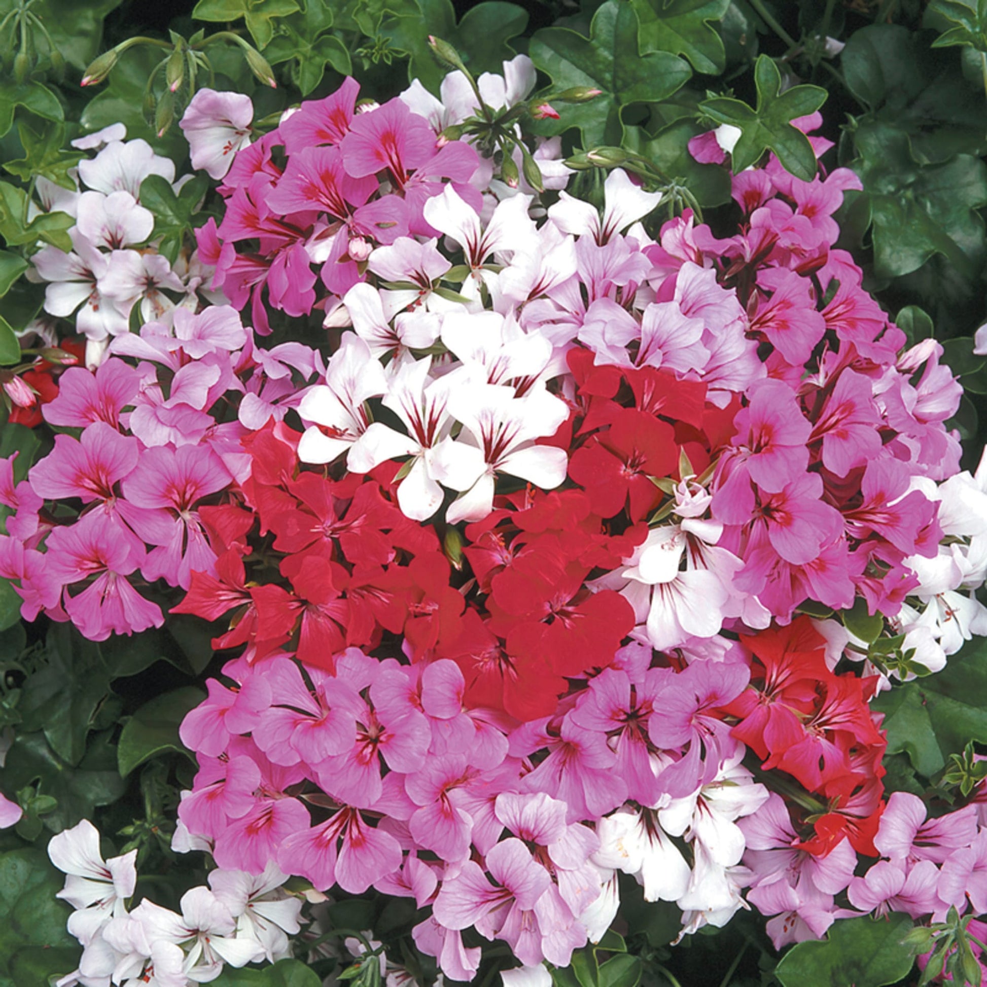 Perennial mixed pelargonium peltatum geranium pflanzen for borders and containers