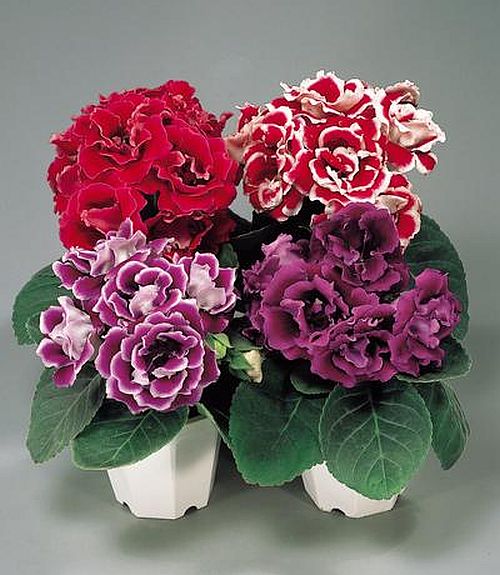 Perennial mixed brazilian gloxinia pflanzen for garten beds and containers