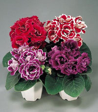 Perennial mixed brazilian gloxinia pflanzen for garten beds and containers