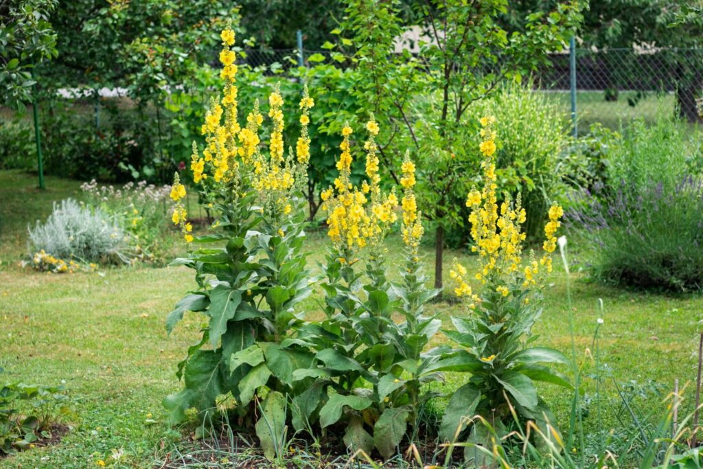 Perennial mullein garten samen