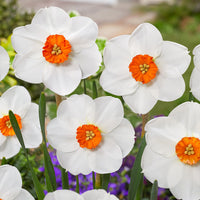 Perennial narcissus pflanzen for borders and containers