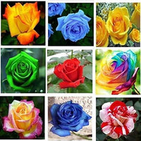 Rose Samen Kollektion zur Aussaat – Gemischt Varieties