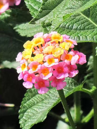 Lantana (lantana camara) samen for anpflanzung in home garten