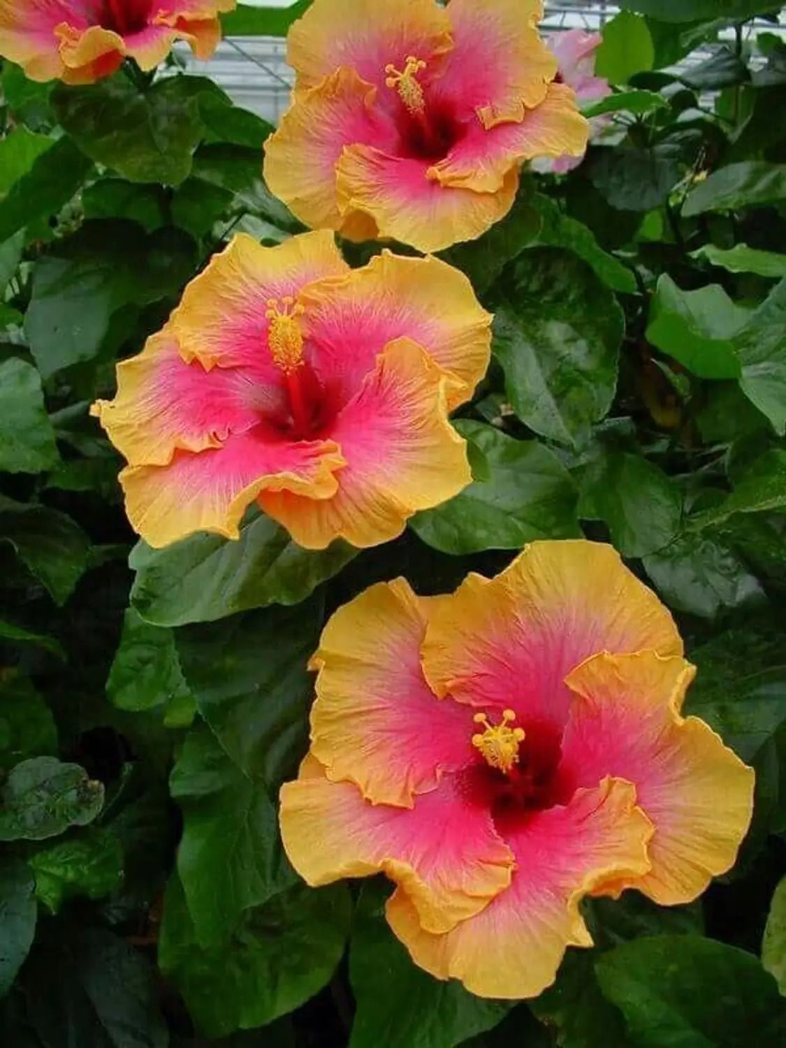 Orange Rosa Hibiskus Blumensamen zur Aussaat robust Sorte Traditionssorte & ohne Gentechnik Samen Hausgarten