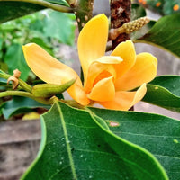 Michelia Blumensamen zur Aussaat – Garten beliebt – Traditionssorte & ohne Gentechnik Samen Hausgarten