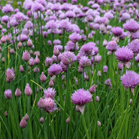 Hardy perennial Onion Chive Samen for Garten borders