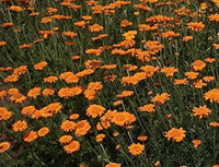 Perennial orange daisy Blume Samen
