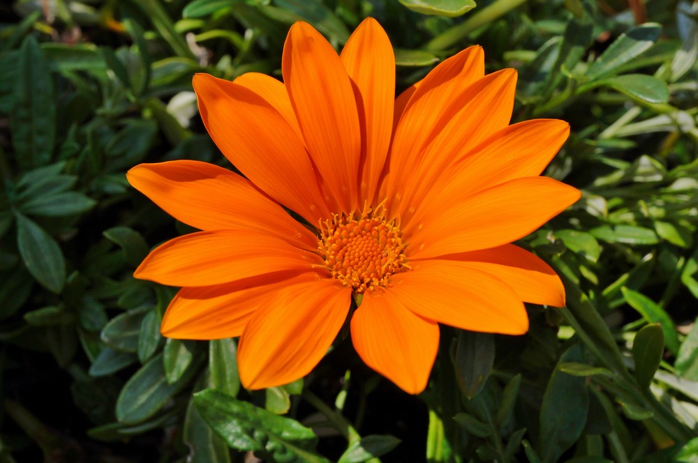 Perennial bright orange gazania pflanzen for borders