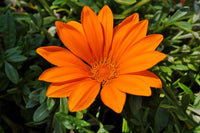 Perennial bright orange gazania pflanzen for borders