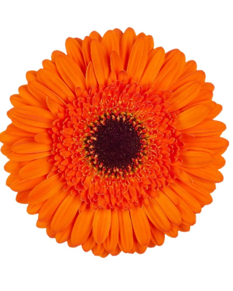 Perennial orange gerbera pflanzen for borders and containers
