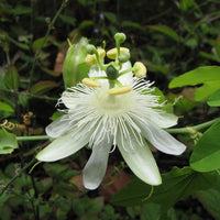 Perennial passion blume samen for outdoor anpflanzung