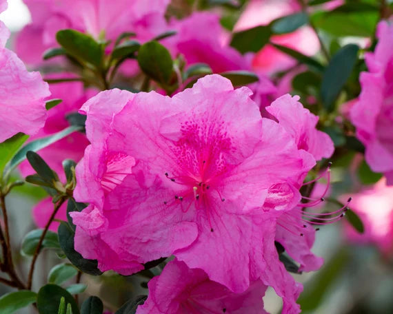 Perennial rosa azalea pflanzen for borders and containers