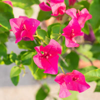 Perennial rosa bougainvillea pflanzen for fences and trellises