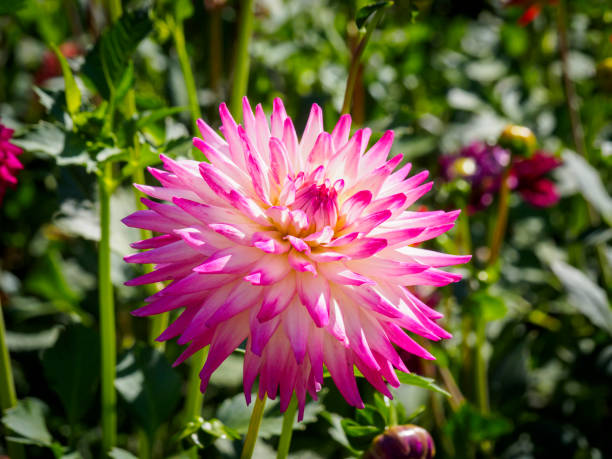 Perennial rosa mix two-color dahlia pflanzen for borders