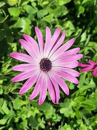 Perennial rosa osteospermum pflanzen for borders and containers