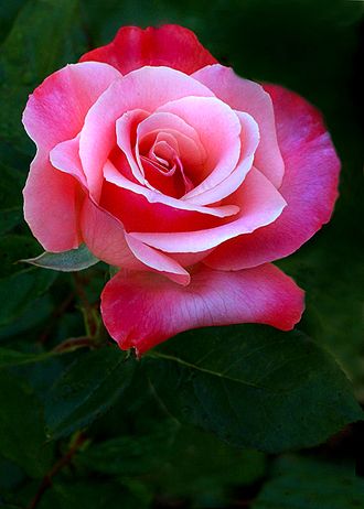 Perennial rosa & weiß rose pflanzen for garten borders