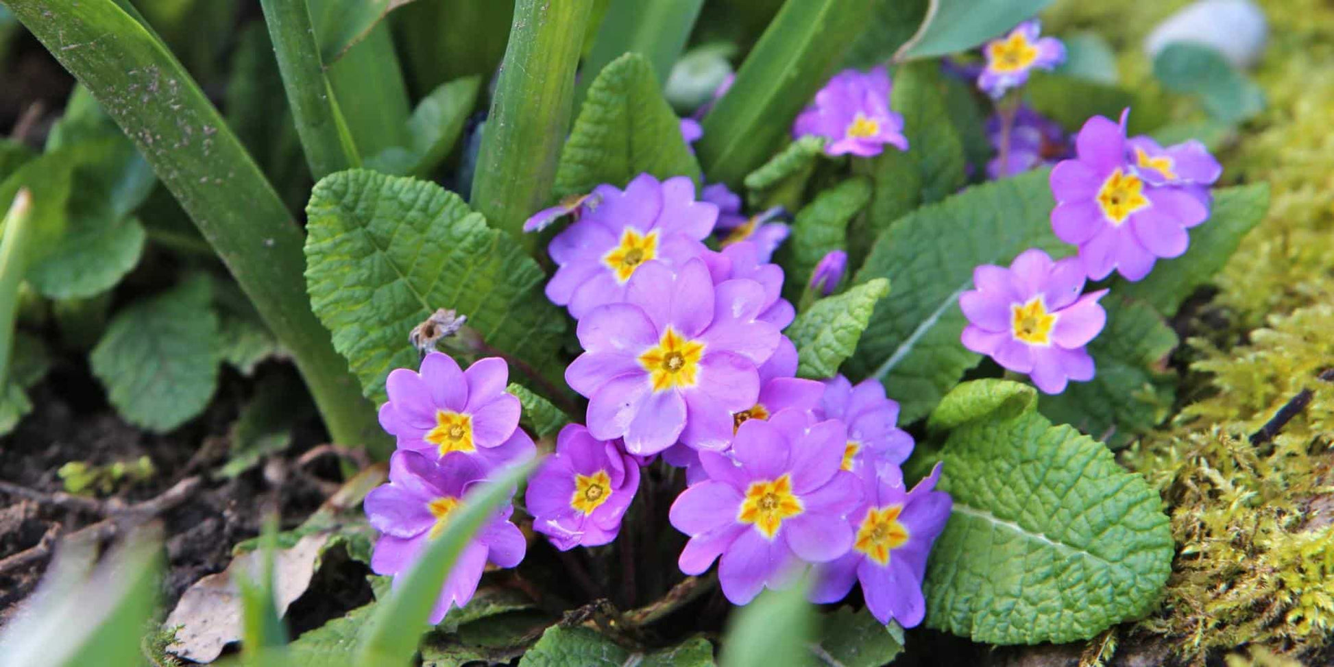 Perennial primrose violet samen