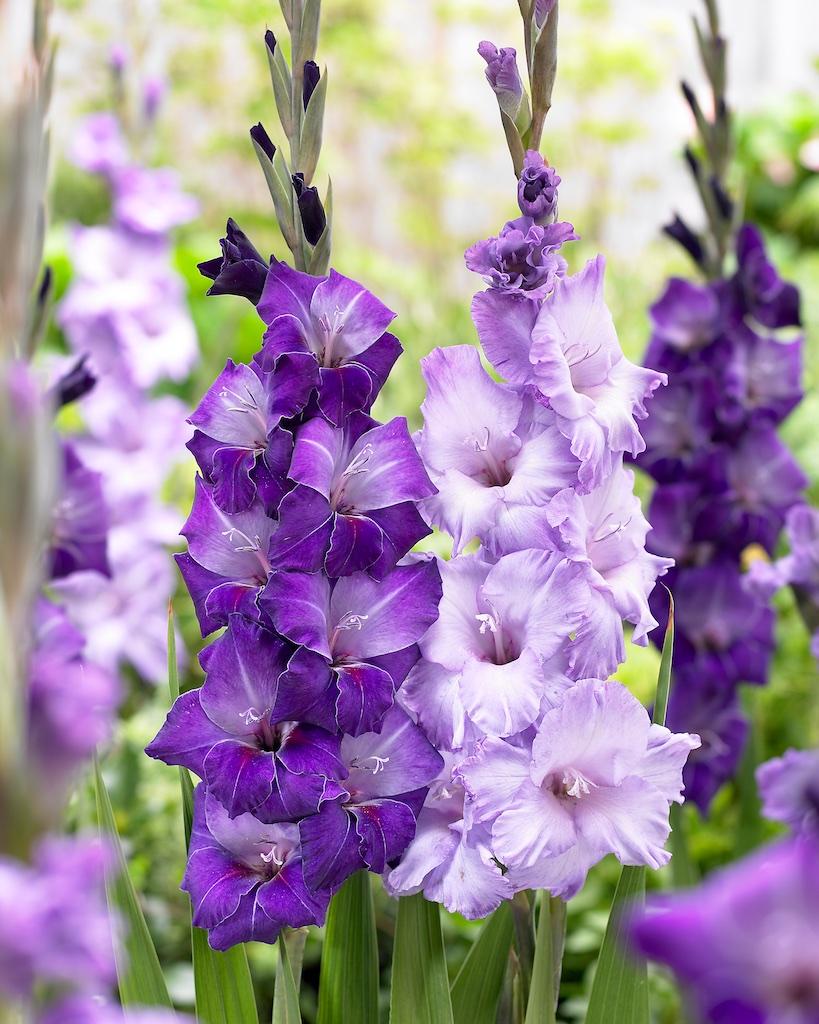 Perennial lila gladiolus pflanzen for borders and containers