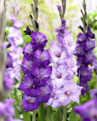 Perennial lila gladiolus pflanzen for borders and containers