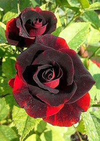 Perennial rare gray rot rose pflanzen for borders and containers