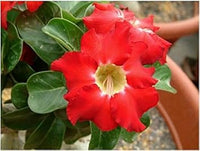 Perennial rot adenium pflanzen for töpfen and borders