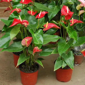 Perennial bold rot anthurium linden pflanzen for borders and containers