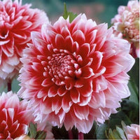 Perennial rot and weiß dahlia pflanzen for blume beds