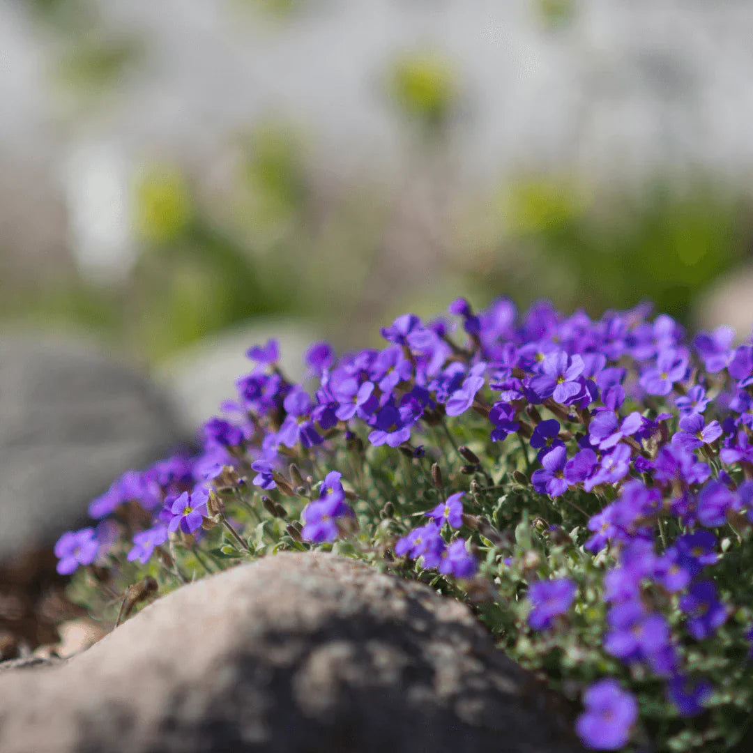 Perennial rock cress garten samen for borders and slopes