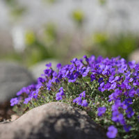 Perennial rock cress garten samen for borders and slopes