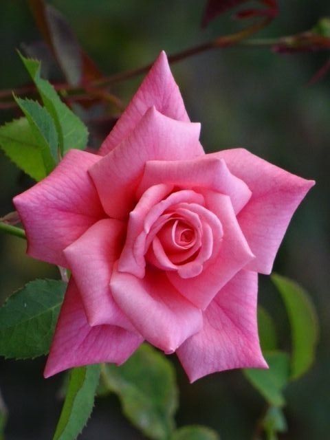 Perennial rose rosa blumen for outdoor anpflanzung