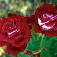 Perennial ruby dark rot rose pflanzen for borders and containers