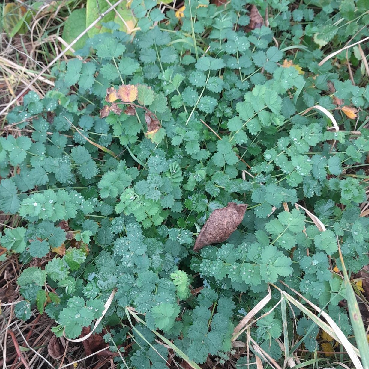 Perennial Salad Burnet Pflanze with textured green foliage