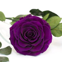 Perennial snow dark violet rose pflanzen for borders and containers