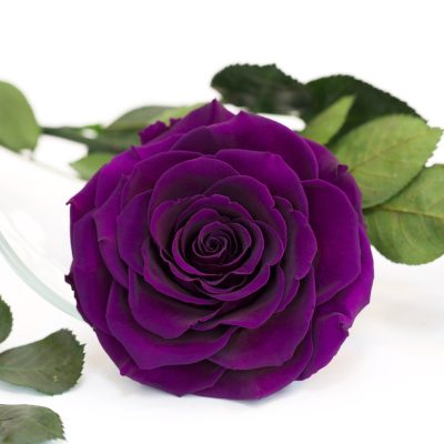 Perennial snow dark violet rose pflanzen for borders and containers