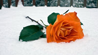 Perennial snow rose pflanzen for borders and töpfen