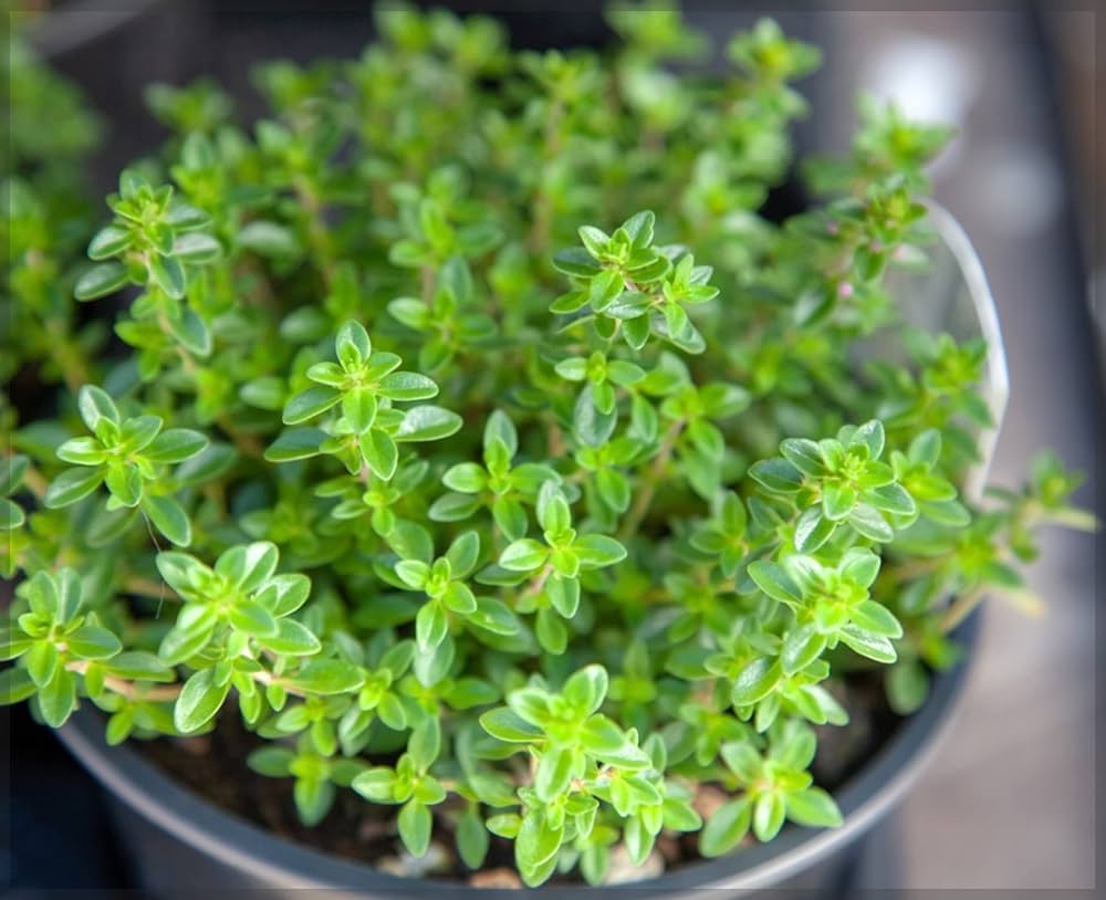 Hardy Winter Thyme Pflanze in sunny Garten beds