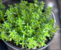Hardy Winter Thyme Pflanze in sunny Garten beds