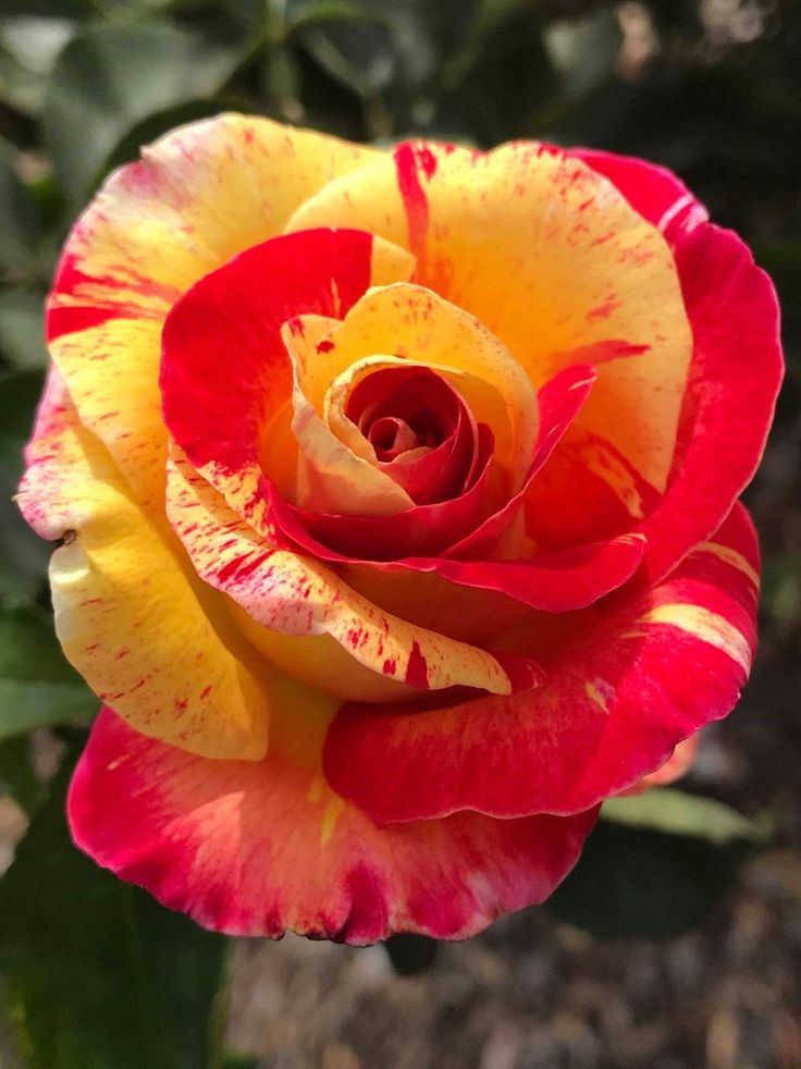 Perennial unique mixed rose pflanzen for borders and containers