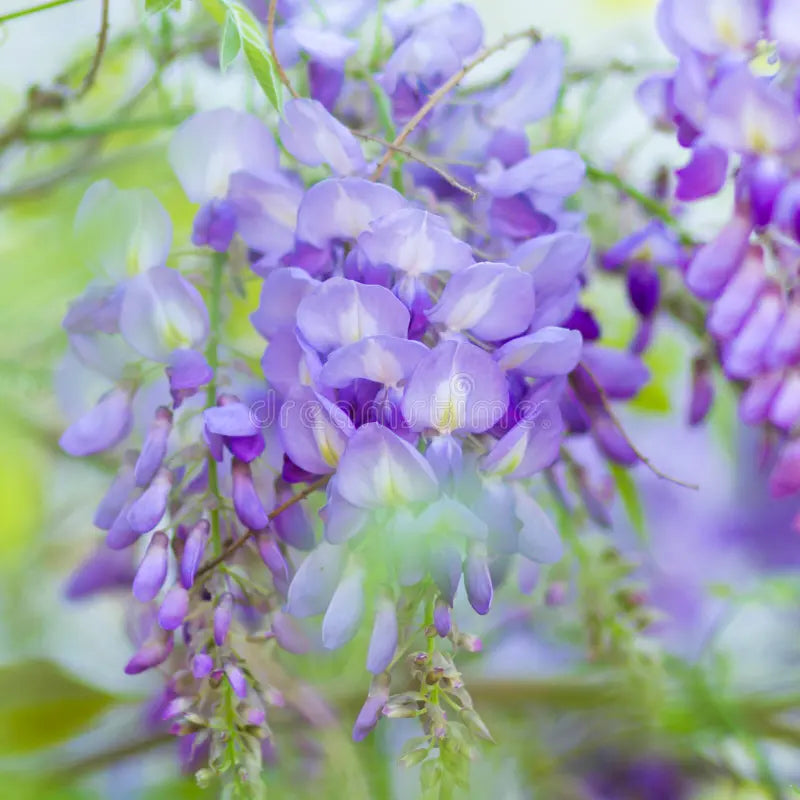 Perennial violet acacia pflanzen for borders and beds