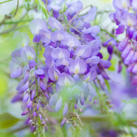 Perennial violet acacia pflanzen for borders and beds