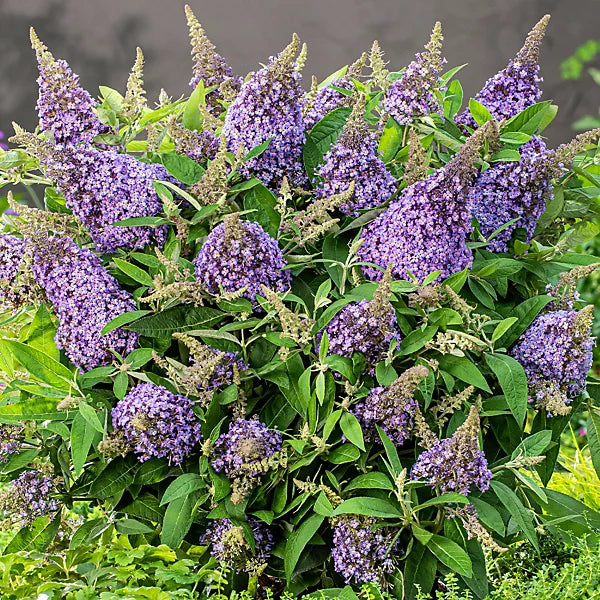Perennial violet buddleia pflanzen for borders and containers