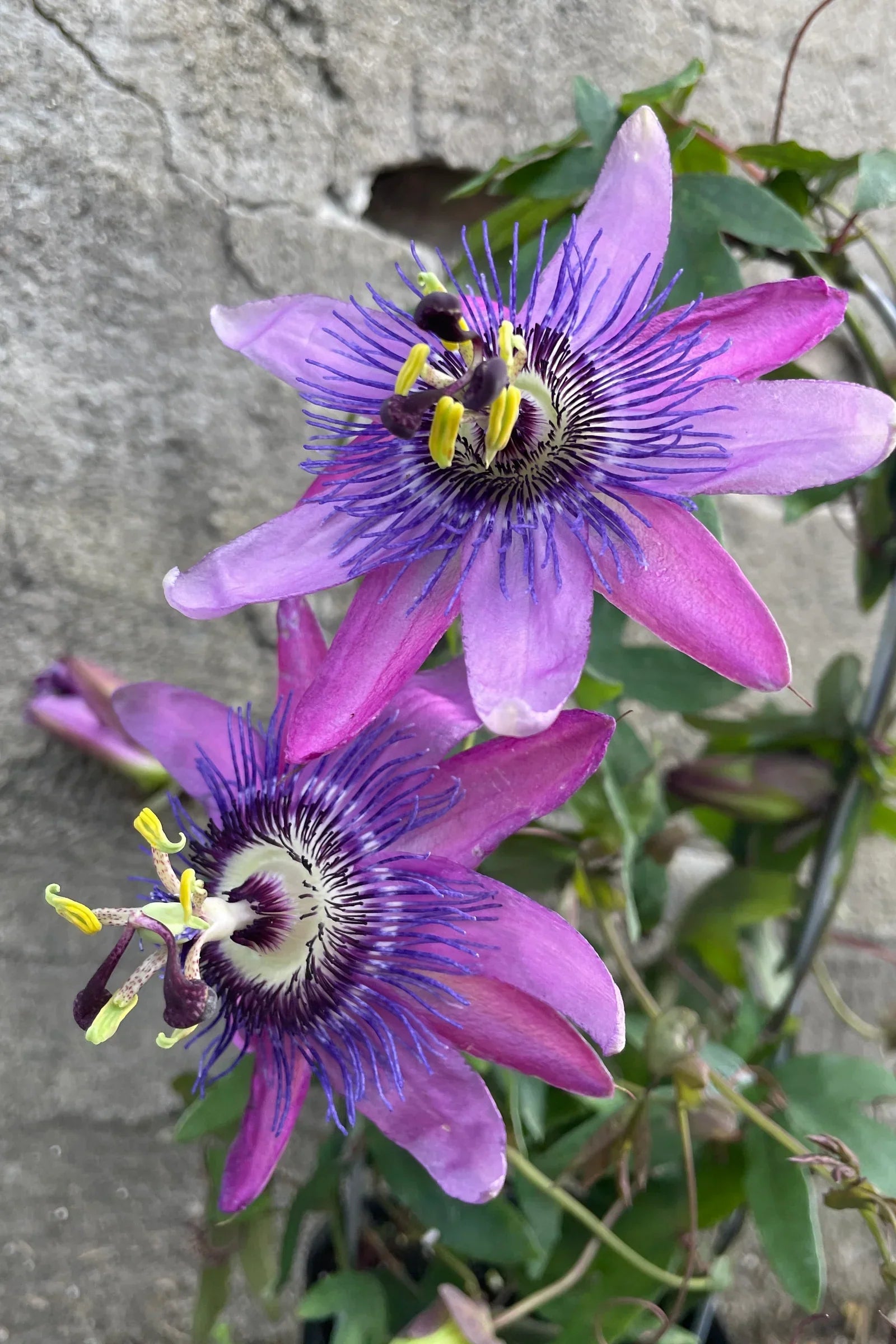 Perennial violet passion blume pflanzen for borders and trellises