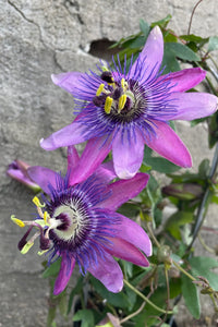 Perennial violet passion blume pflanzen for borders and trellises