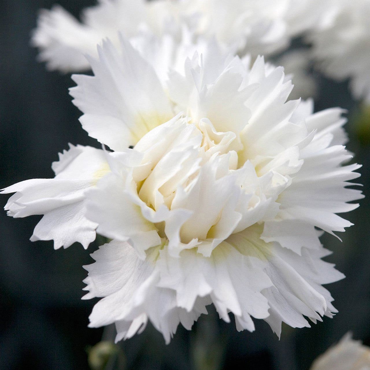 Weiß dianthus samen for anpflanzung - elevate your garten with classic blooms