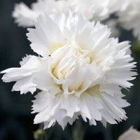 Weiß dianthus samen for anpflanzung - elevate your garten with classic blooms