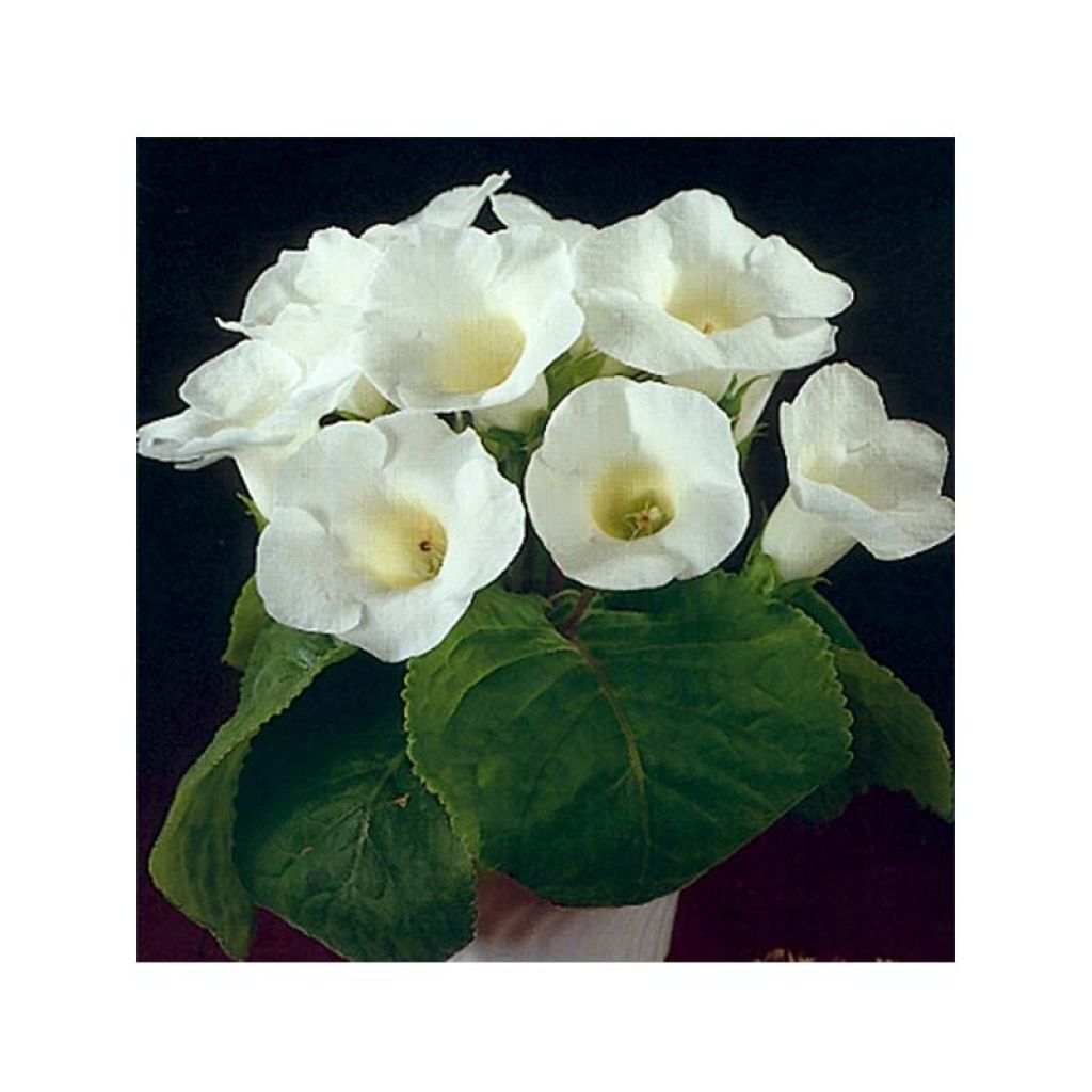 Perennial weiß brazilian gloxinia pflanzen for borders and containers