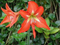 Perennial weiß orange amaryllis pflanzen for containers and borders