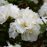 Perennial weiß rhododendron pflanzen for borders and containers