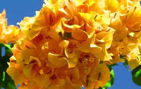 Perennial gelb bougainvillea pflanzen for trellises and fences